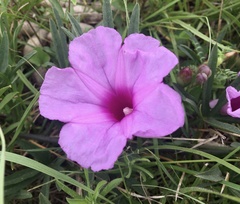 Ipomoea platensis
