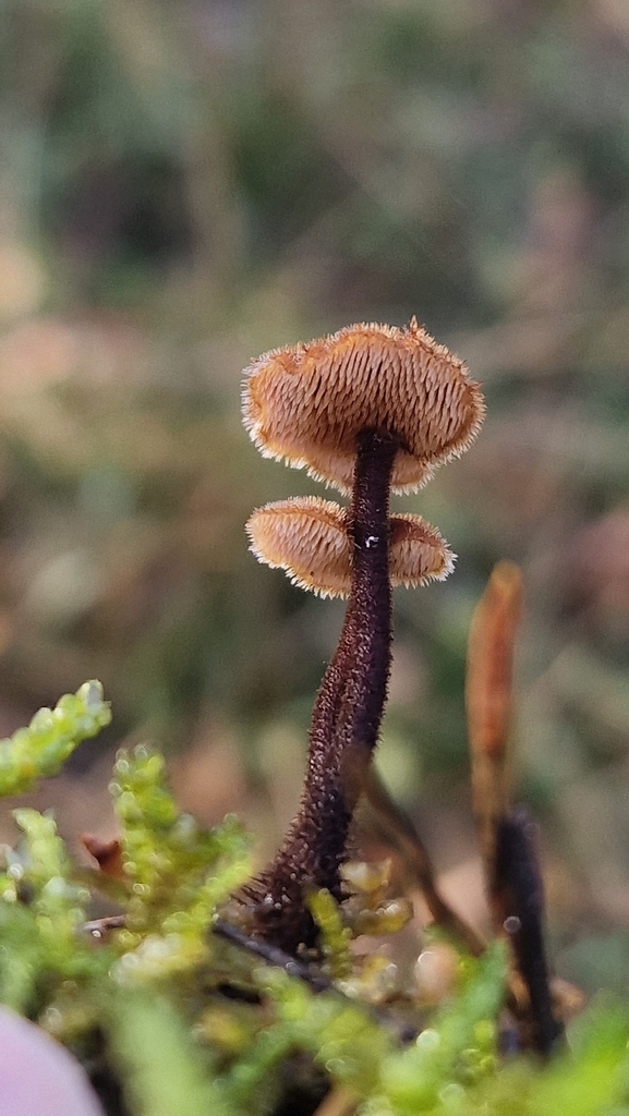 Auriscalpium vulgare · November 2025 · photo: © fungiary (iNaturalist, cc0)