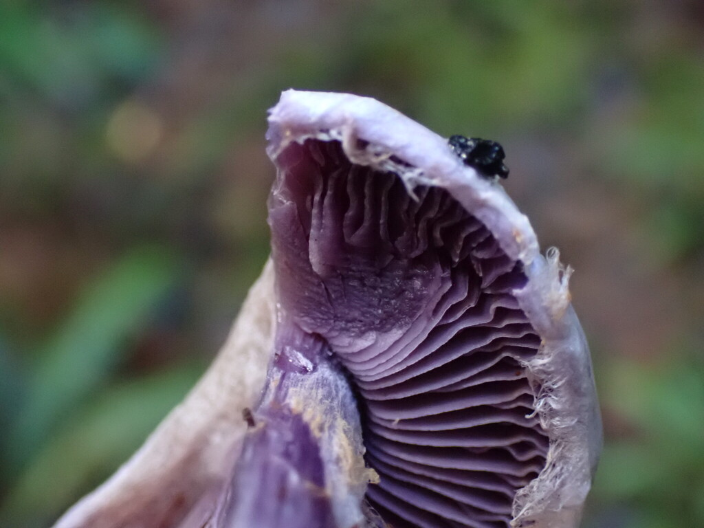 Cortinarius putorius · November 2025 · photo: © rambryum (iNaturalist, cc0)