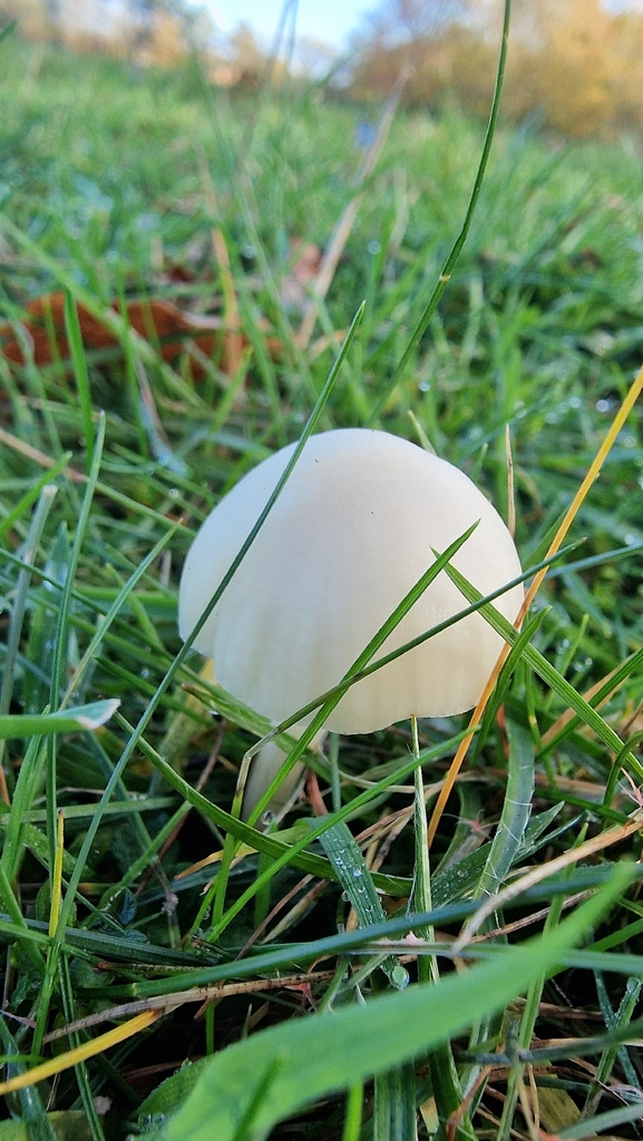 Cuphophyllus virgineus · November 2025 · photo: © fungiary (iNaturalist, cc0)