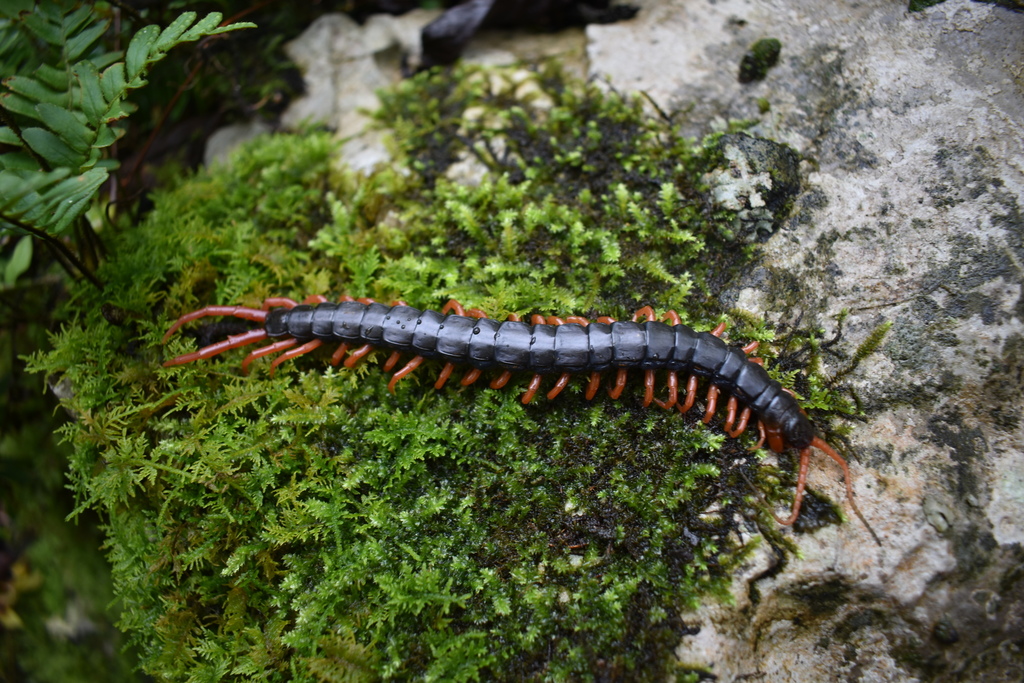 Scolopendra sumichrasti