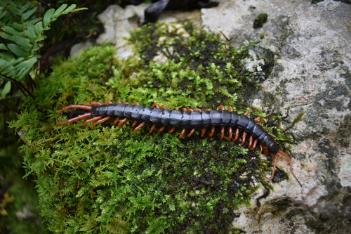 Scolopendra sumichrasti