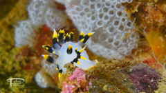 Polycera tricolor image