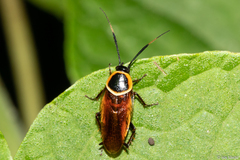 Pseudomops neglectus