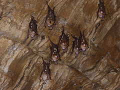 Hipposideros diadema