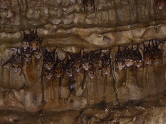 Hipposideros diadema