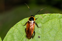 Pseudomops neglectus