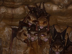 Hipposideros diadema
