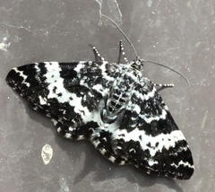 Rheumaptera hastata