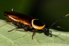 Pseudomops neglectus