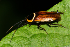 Pseudomops neglectus