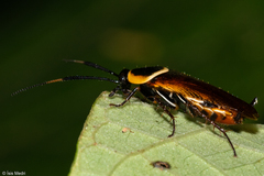 Pseudomops neglectus