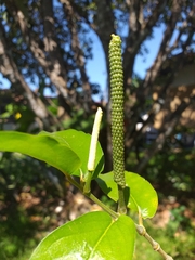 Piper arboreum