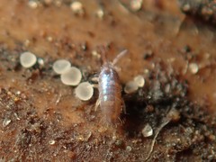 Lepidocyrtus cyaneus