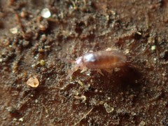 Lepidocyrtus cyaneus