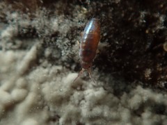 Lepidocyrtus cyaneus