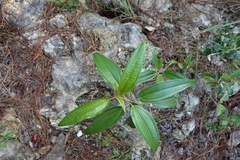 Miconia bicolor