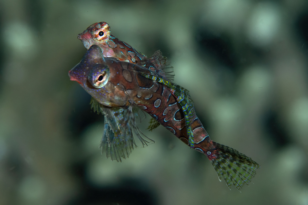 Ring-pitvis (Synchiropus circularis) — Callionymidae