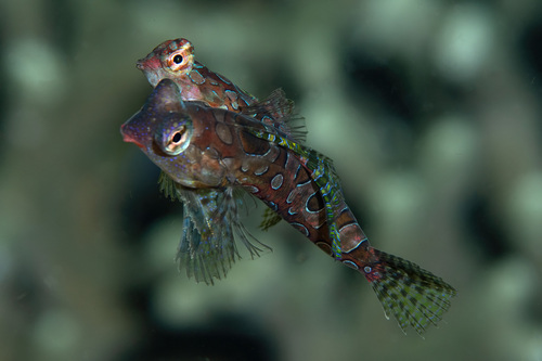 Circled dragonet (Synchiropus circularis) — Callionymidae