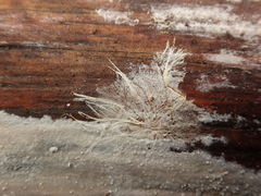 Etheirodon fimbriatum