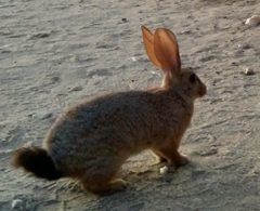 Pronolagus randensis