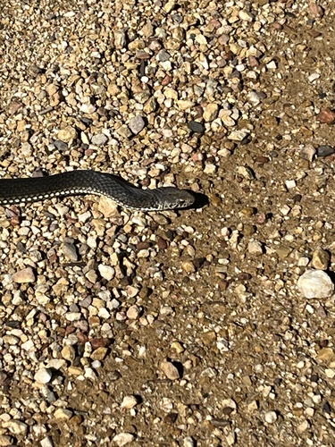 Highlands Copperhead sighting