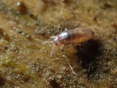 Lepidocyrtus violaceus