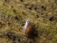 Lepidocyrtus violaceus