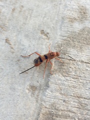 Compsocryptus calipterus