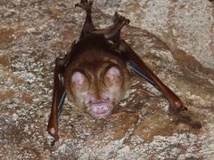 Hipposideros diadema