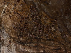 Hipposideros diadema