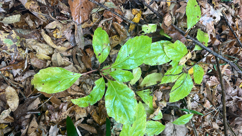 Bay Starvine (Schisandra glabra)
