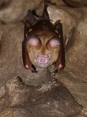 Hipposideros diadema