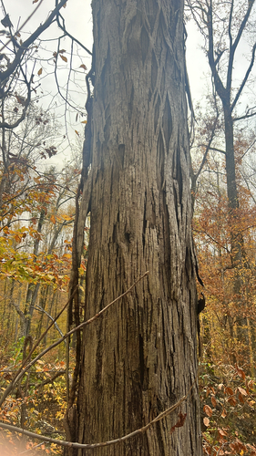 Carya laciniosa, photograph 6