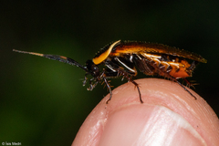 Pseudomops neglectus