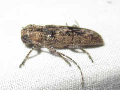Ataxia crypta
