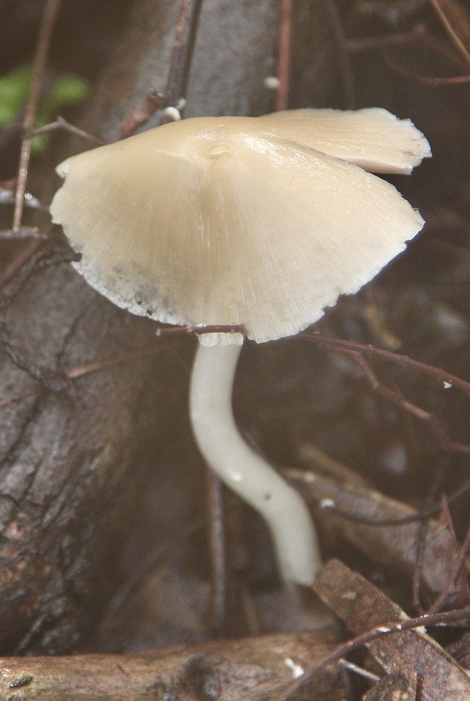 Candolleomyces candolleanus · November 2025 · photo: © ruir1963 (iNaturalist, cc-by)
