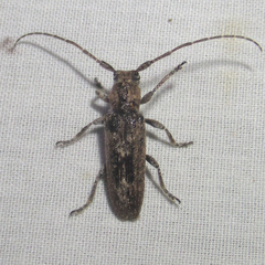 Ataxia crypta