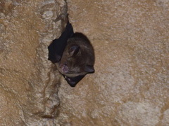 Hipposideros cervinus