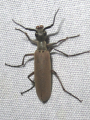 Epicauta polingi