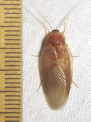 Eremoblatta subdiaphana