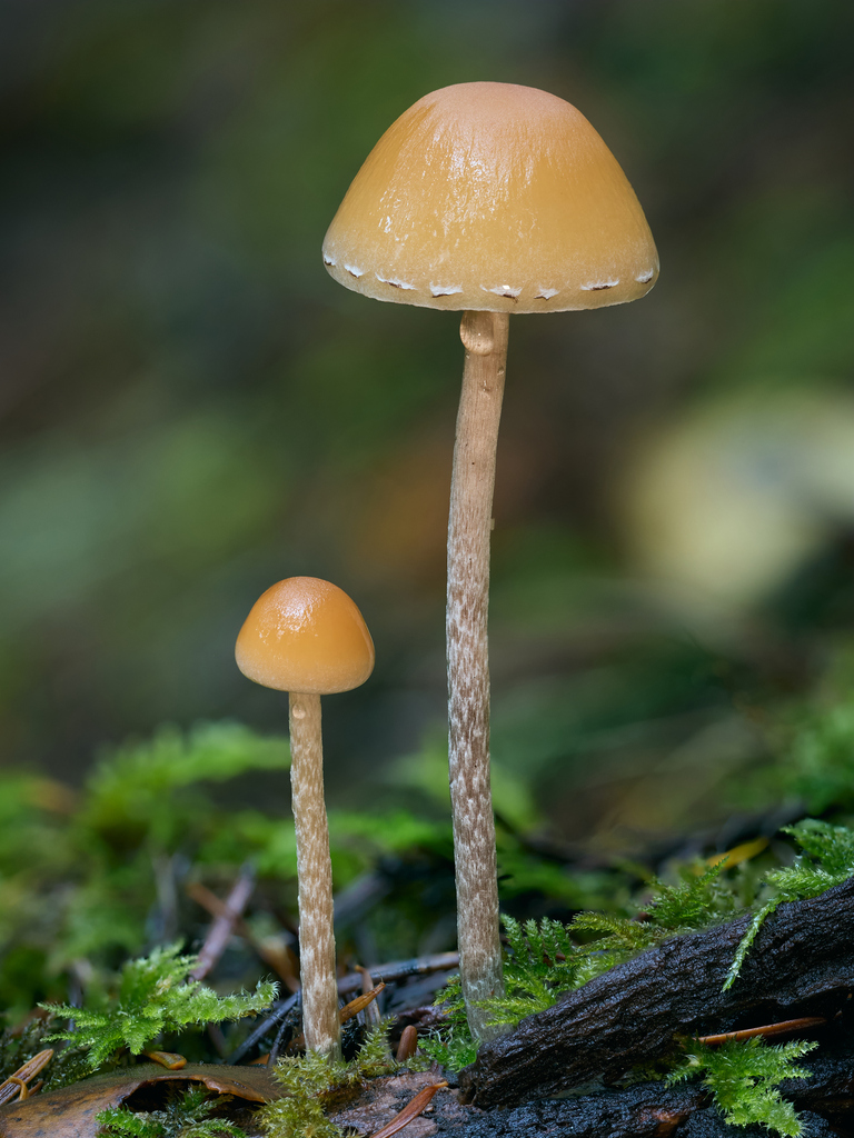 Hypholoma dispersum