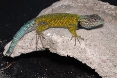 Sceloporus esperanzae