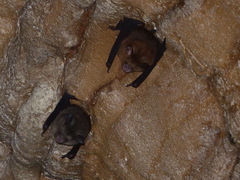 Hipposideros cervinus