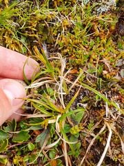 Carex edura