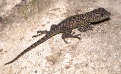 Sceloporus esperanzae