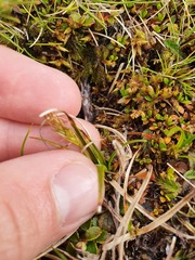 Carex edura