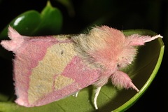 Hyparpax aurora
