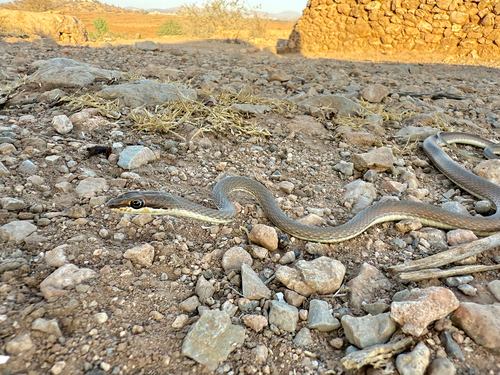 Forskal Sand Snake
