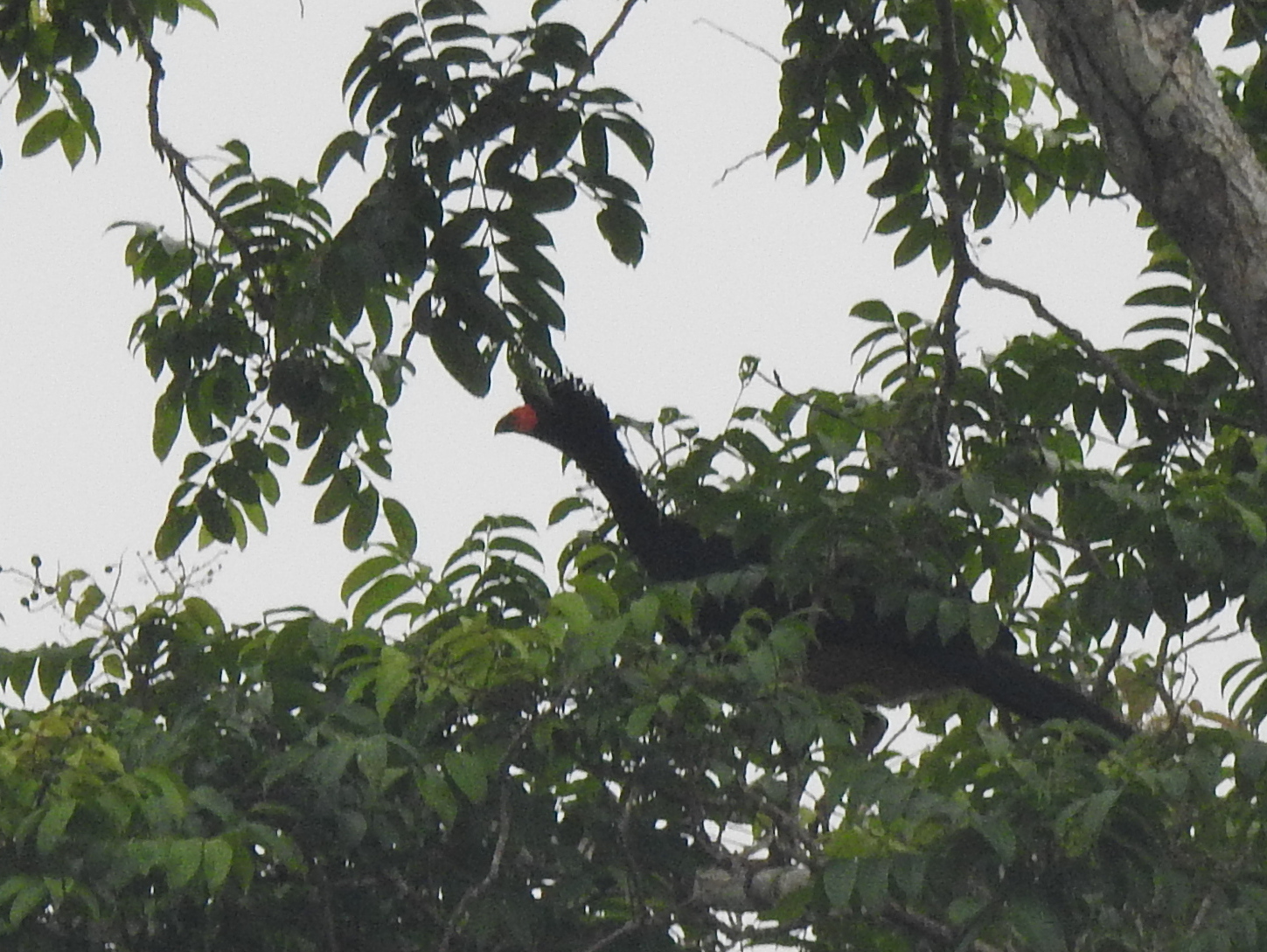 Wattled Curassow (Crax globulosa), photo 1